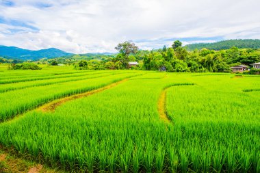 Tayland 'da pirinç tarlaları.