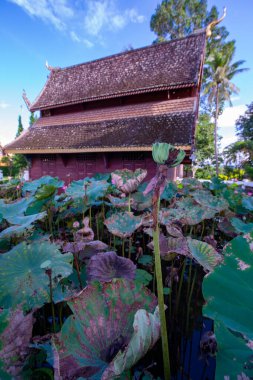Tayland 'daki Phuttha Eoen tapınağında eski kilise geçmişine sahip nilüfer tohumları..