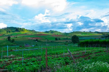 Chiang Mai, Tayland 'da Mae Chaem bölgesinin dağ manzaralı tarım alanı.