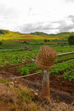 Chiang Mai, Tayland 'da Mae Chaem bölgesinin dağ manzaralı tarım alanı.
