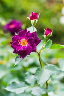 Midnight Blue Rose veya Dark Violet Rose in Garden, Tayland.
