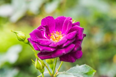 Midnight Blue Rose veya Dark Violet Rose in Garden, Tayland.