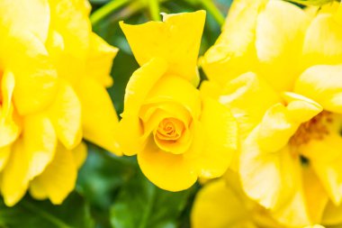Tayland, Garden 'da Güneş Gülü veya Sarı Gül.