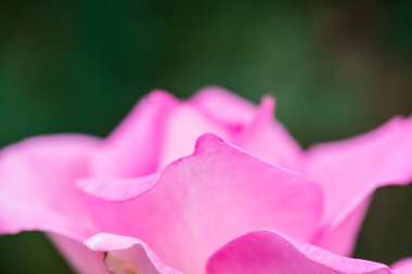 Beverly Rose veya Pembe Gül Bahçede, Tayland.