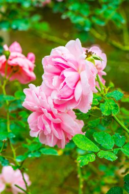 Milrose veya Pembe Gül Bahçede, Tayland.