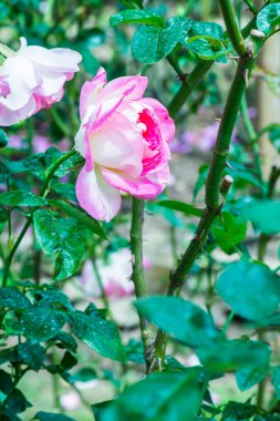 Parthenon Gülü veya Pembe Gül Bahçede, Tayland.