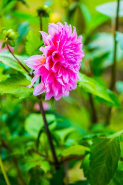 Pembe Dhalia Çiçeğinin Kapanışı, Tayland.