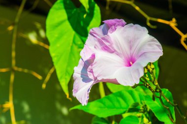 Ormanda açık mor çiçek, Tayland.