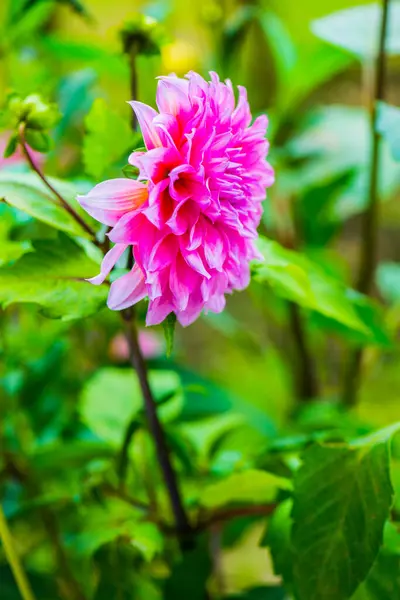 Pembe Dhalia Çiçeğinin Kapanışı, Tayland.