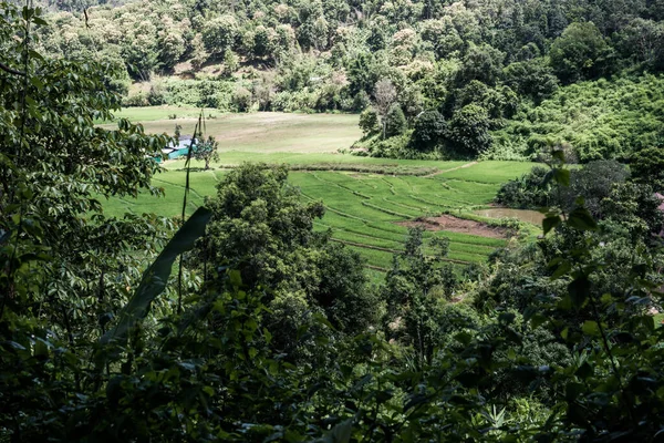 Tayland 'ın Chiangmai eyaletinde tarım manzarası,