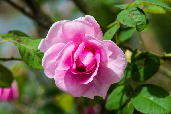 Gertrude Jekyll Rose Pink Rose Garden Thailand Stockfoto