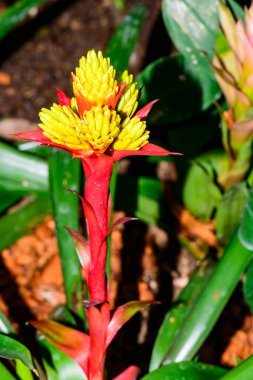 Botanik Bahçesinde Bromeliad Çiçeği, Chiang Mai Eyaleti.