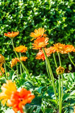 Park, Tayland 'da Turuncu Gerbera