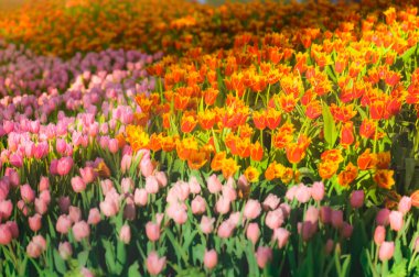 Charming 'deki lale bahçesi Chiang Mai Çiçek Festivali, Tayland.