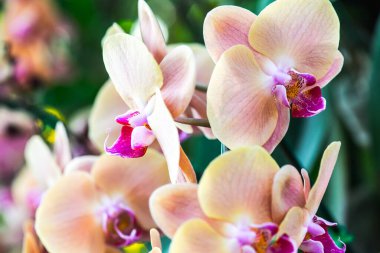 Orkide Çiçeklerinin Kapanışı, Tayland.