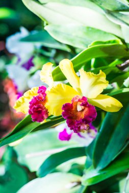 Cattleya Orkidesinin Kapanışı, Tayland