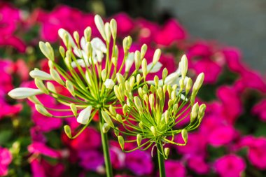 Tayland 'da Beyaz Agapanthus Çiçekleri