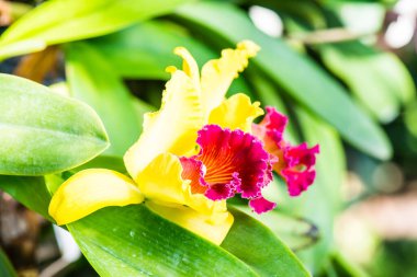 Cattleya Orkidesinin Kapanışı, Tayland