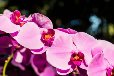 Violet Orkidesinin Kapanışı, Tayland