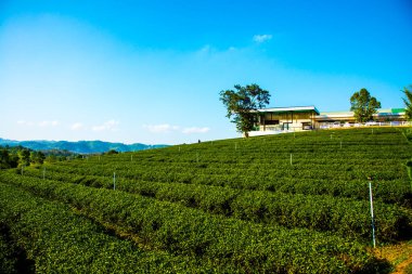 Tayland, Tayland 'da çay çiftliği