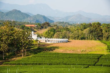 Tayland, Tayland 'da çay çiftliği