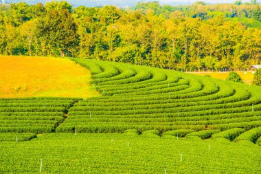 Tayland, Tayland 'da çay çiftliği