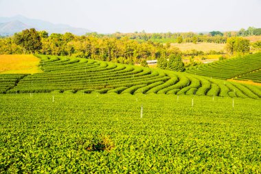 Tayland, Tayland 'da çay çiftliği