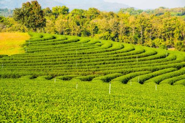 Tayland, Tayland 'da çay çiftliği
