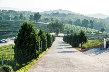 Tayland, Tayland 'da Yollu Çay Çiftliği