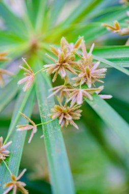 Şemsiye Bitkisi 'nin Doğal Arkaplan Çiçeği