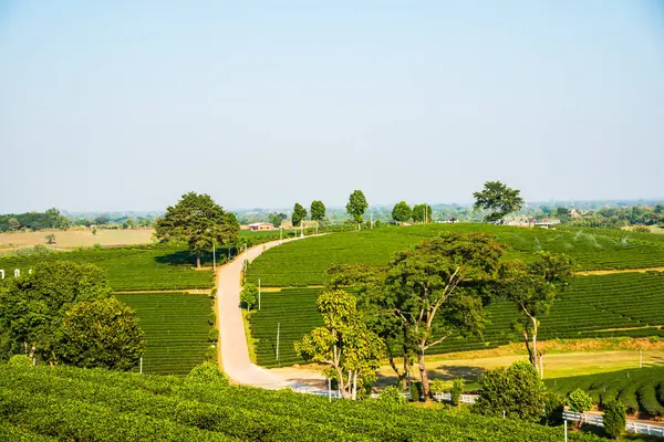 Tayland, Tayland 'da çay çiftliği