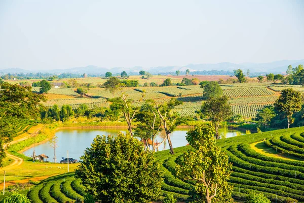 Tayland, Tayland 'da çay çiftliği