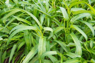 Bahçede su ıspanağı, Tayland.