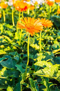 Gerbera bahçede, Tayland 'da.