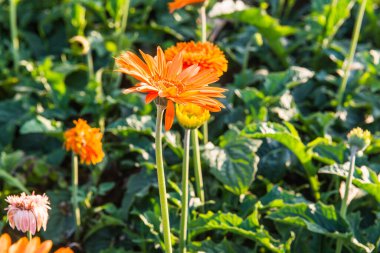 Gerbera bahçede, Tayland 'da.