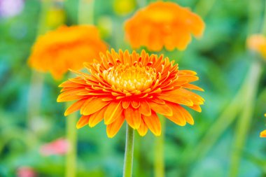 Gerbera bahçede, Tayland 'da.