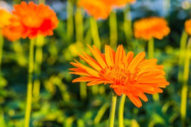 Bahçede Gerbera çiçeği, Tayland.