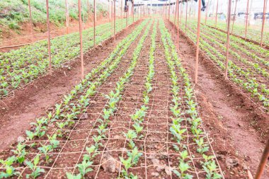Tayland Dağ Çilek Çiftliği.
