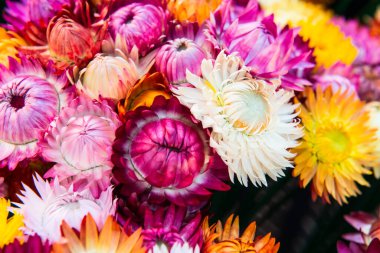 Taze Hasır Çiçeğinin Arkaplanı, Tayland.
