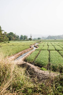Tayland 'da küçük bir kanal ve pirinç tarlası..