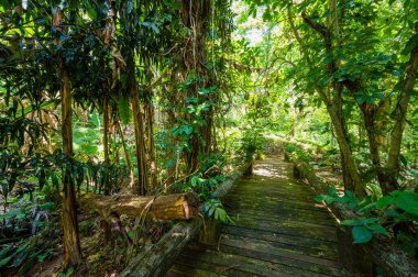 Arboretum Trail in Queen Sirikit Botanic Garden, Chiang Mai Province.