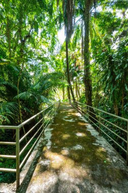 Arboretum Trail in Queen Sirikit Botanic Garden, Chiang Mai Province.