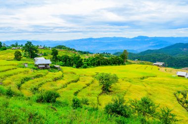 Pa Bong Piang Rice Terraces at Chiang Mai Province, Thailand.