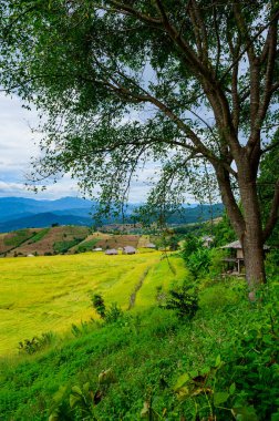 Pa Bong Piang Rice Terraces at Chiang Mai Province, Thailand.