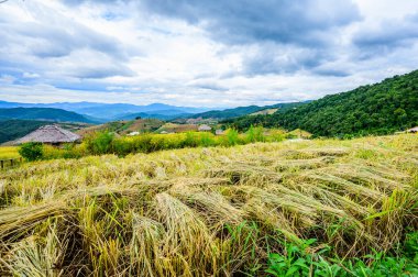 Pa Bong Piang Rice Terraces at Chiang Mai Province, Thailand.