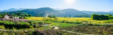 Panorama View of Flower Garden with Rice Field in Chiang Mai Province, Thailand.