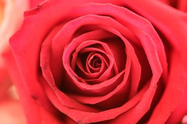Background of red rose petals, Thailand.