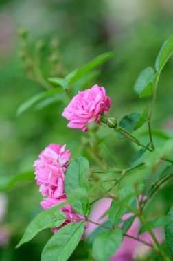 Pink rose in the garden, Thailand.