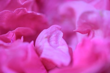 Background of pink rose petals, Thailand.