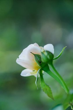 White rose in the garden, Thailand.